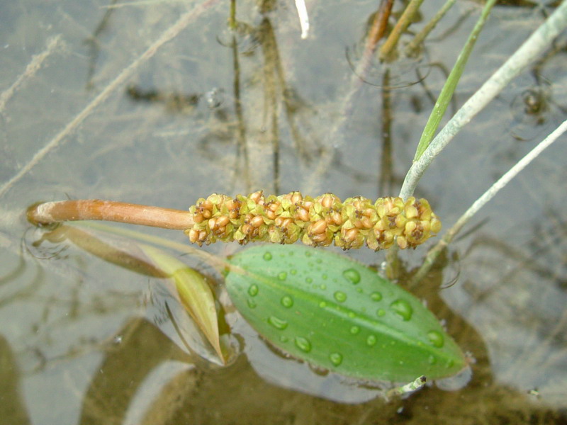 Pianta acquatica - Potamogeton cfr. natans